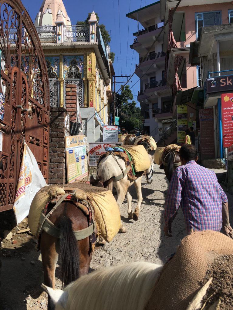 Bhagsu donkeys